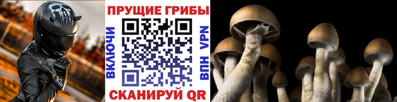 Галлюциногенные грибы Psilocybe Тейково